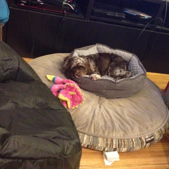 Meet your Posher, Maddie and her Puppy Lola. - Picture 3 of 3